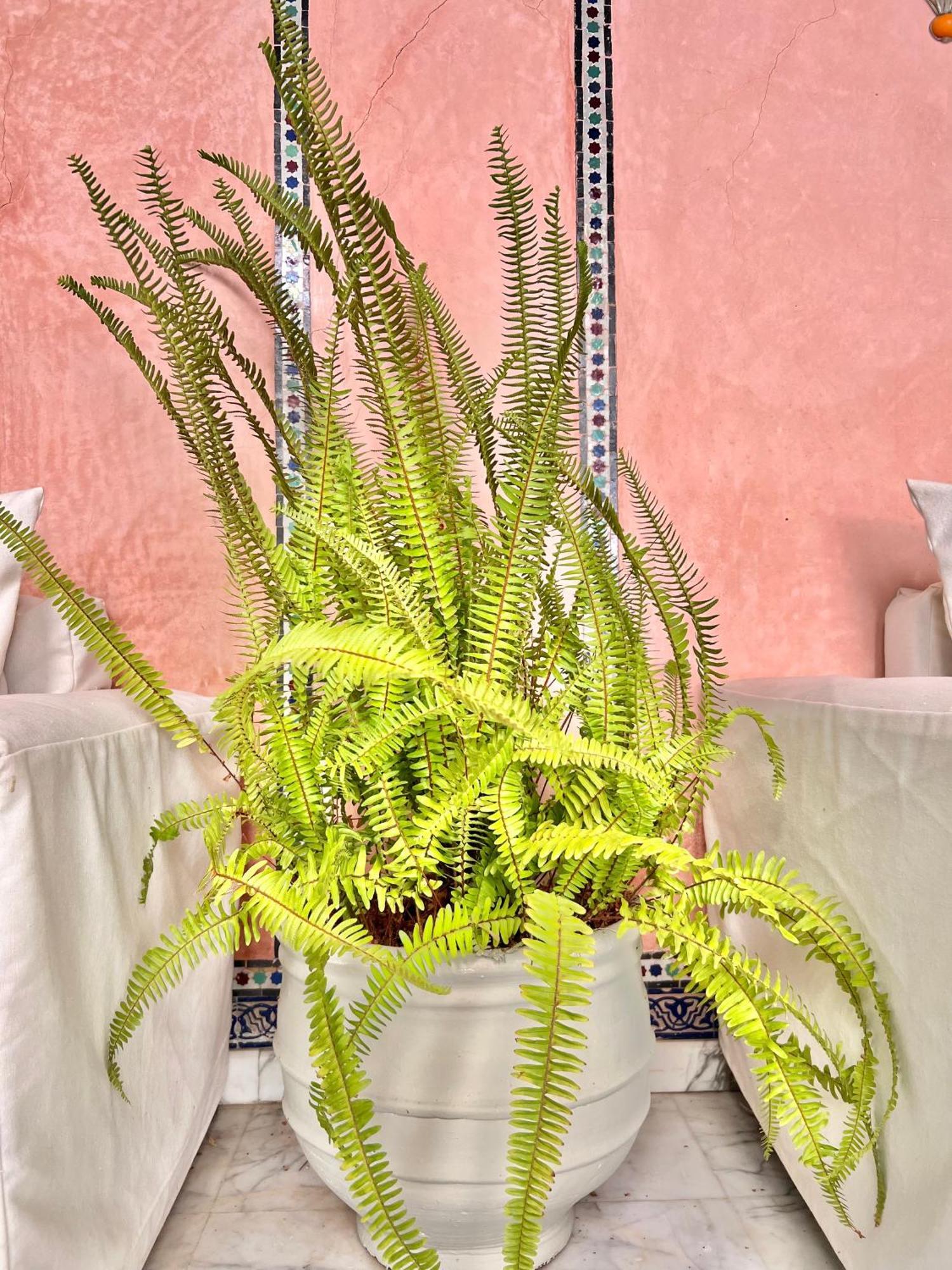 Riad Azad & Spa Marrakesh Bagian luar foto
